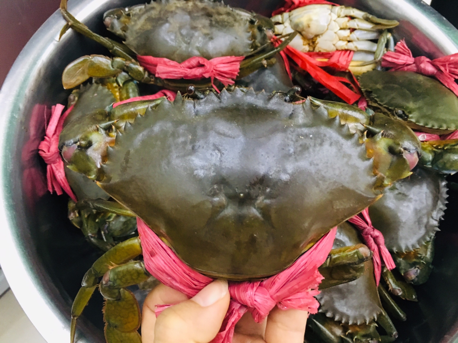 Cua thịt (cua Y) sống 300-450 gr/con