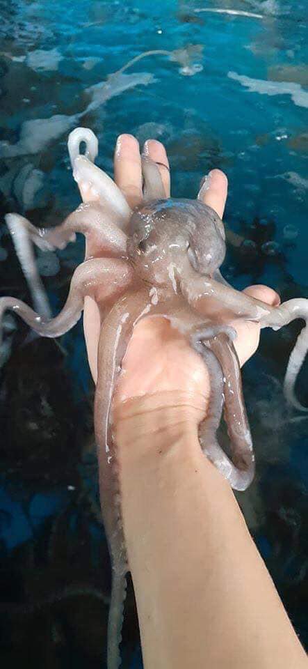 Bạch tuộc tươi sống giá tốt 4-6 con/kg