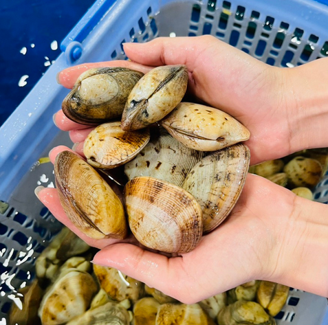 Ngao hai cồi sống 25-30 con/kg