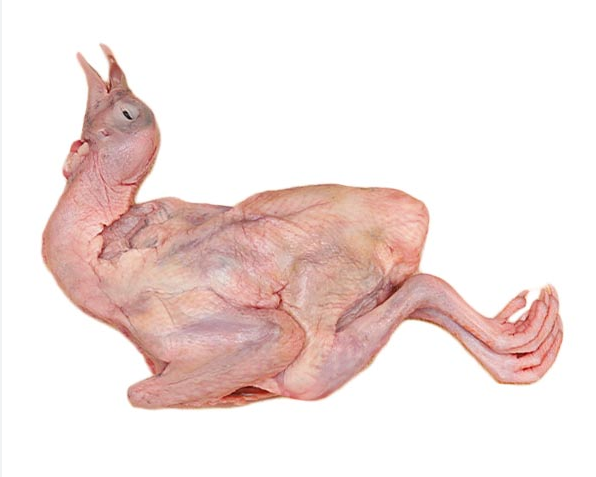 Địa Chỉ Bán Bồ Câu Thịt Quận 10 Uy Tín, Giá Tốt