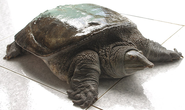 Ba Ba Thịt Hà Nội