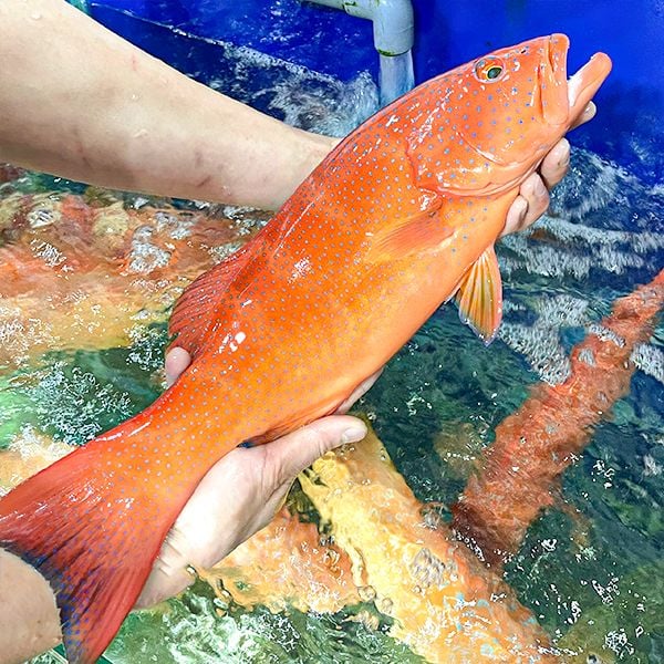 Cá Mú Đỏ (2 - 5 Kg)