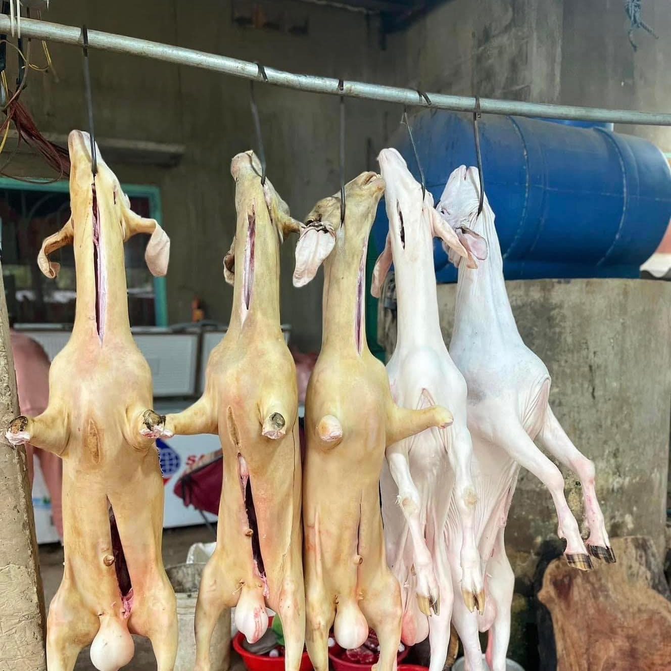 Dê đực tơ nguyên đầu giò