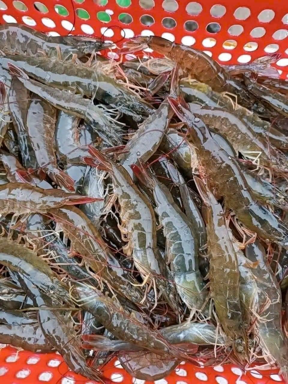 Tôm thẻ tươi sống  40-50 con/kg