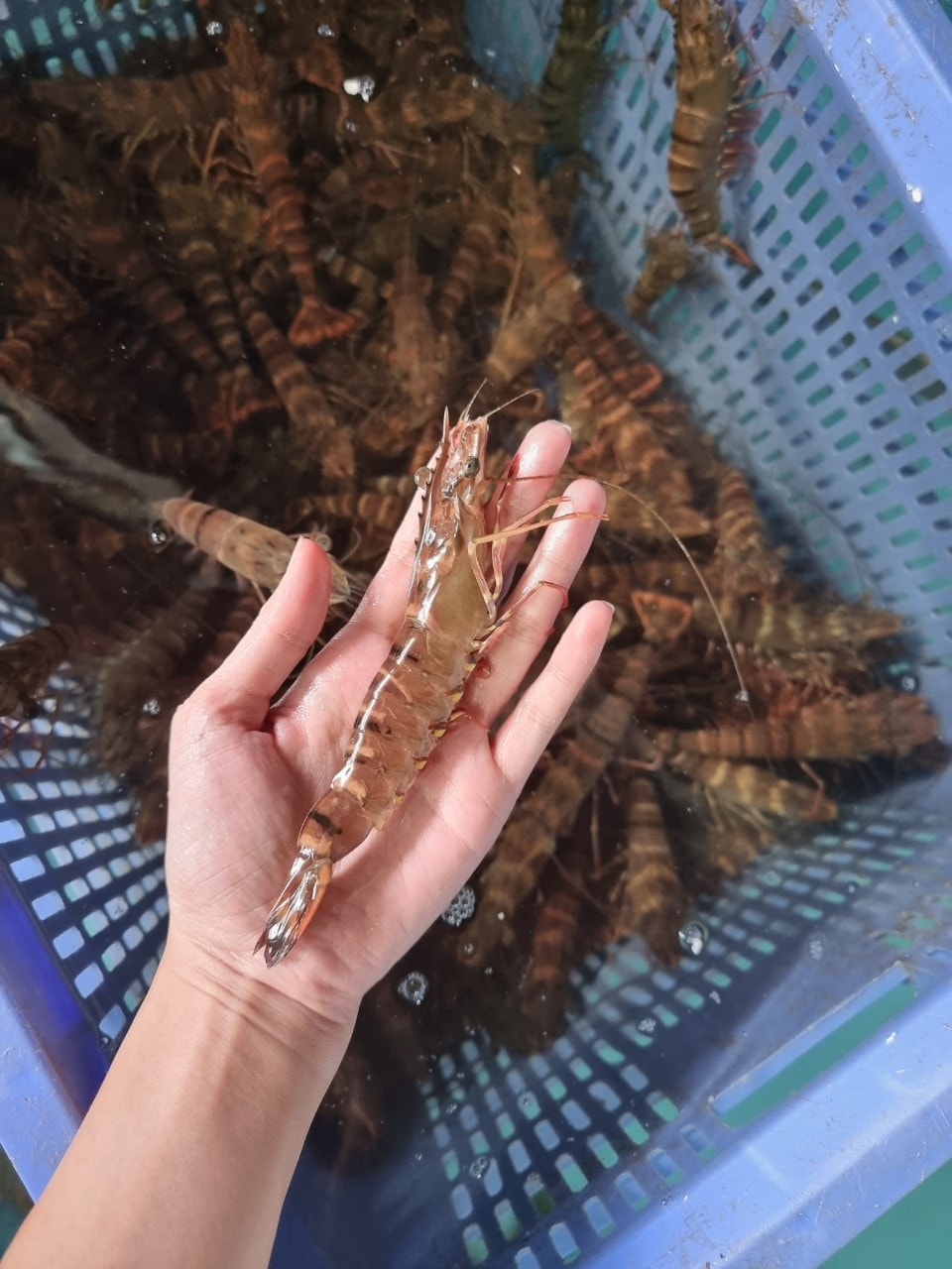 Tôm sú sống size 50-60 con/kg