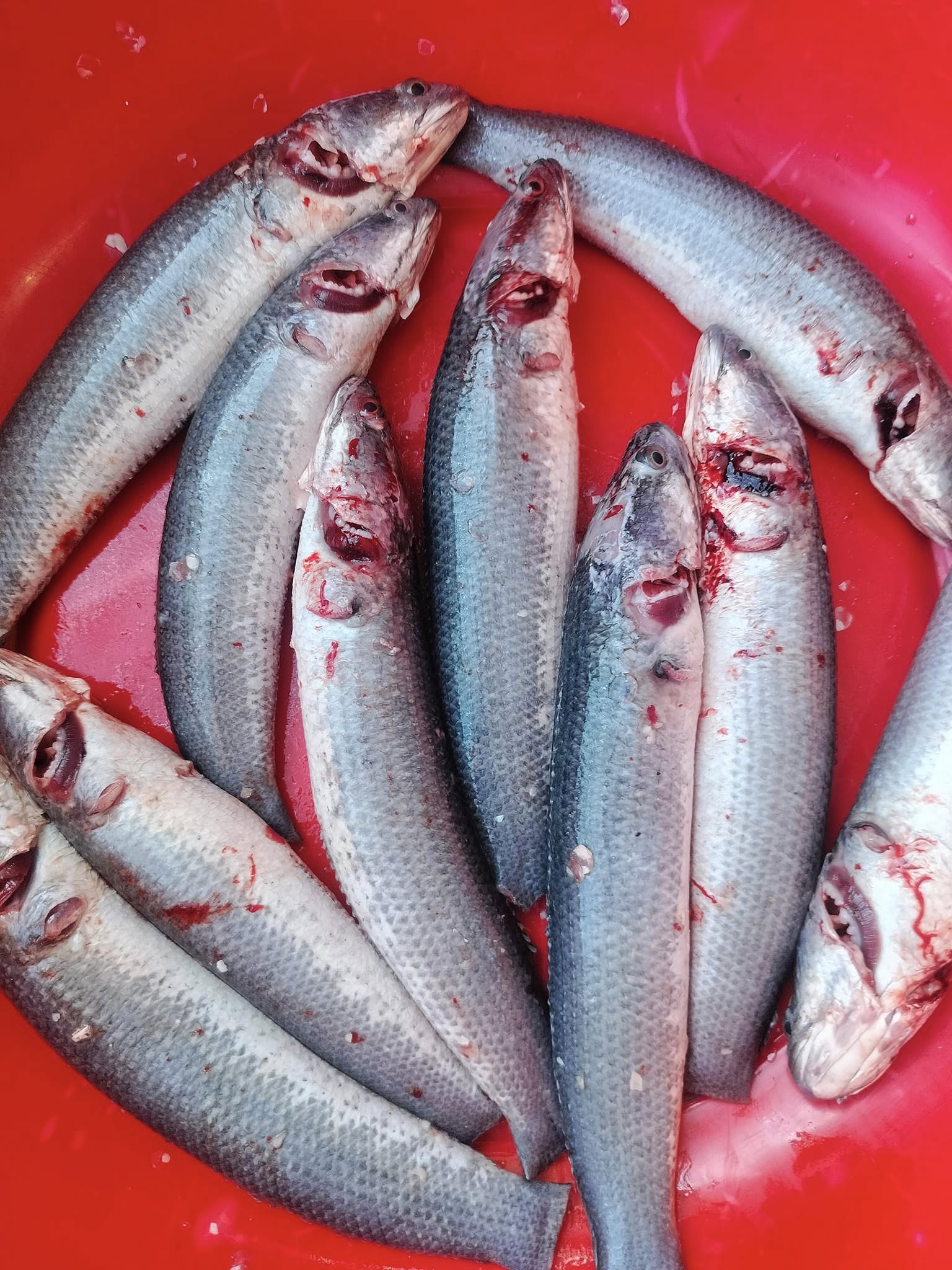 Cá lóc thiên nhiên đã làm sạch đảm bảo ngon Size 1,5-2 kg/con