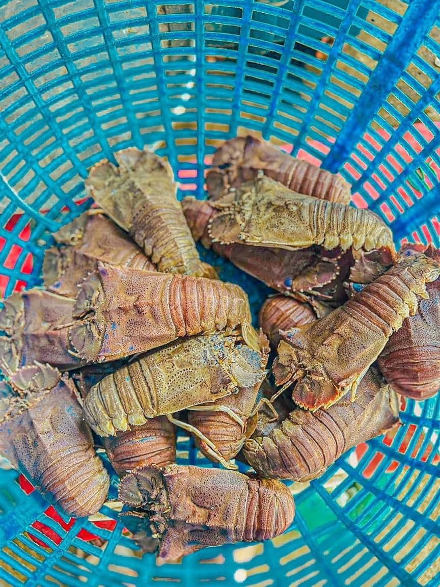 Tôm mũ ni trắng (tôm vỗ) đông lạnh 2-3 con/kg