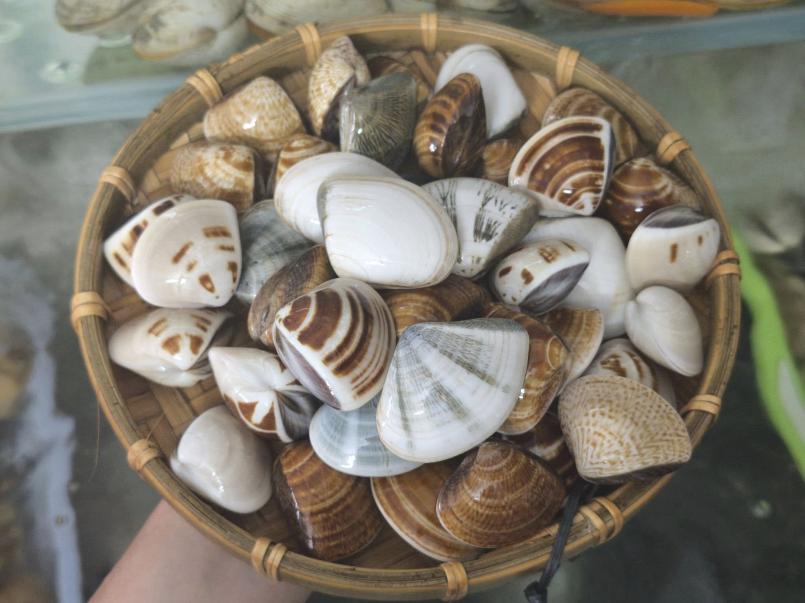 Nghêu biển thiên nhiên sống size 20-30 con/kg