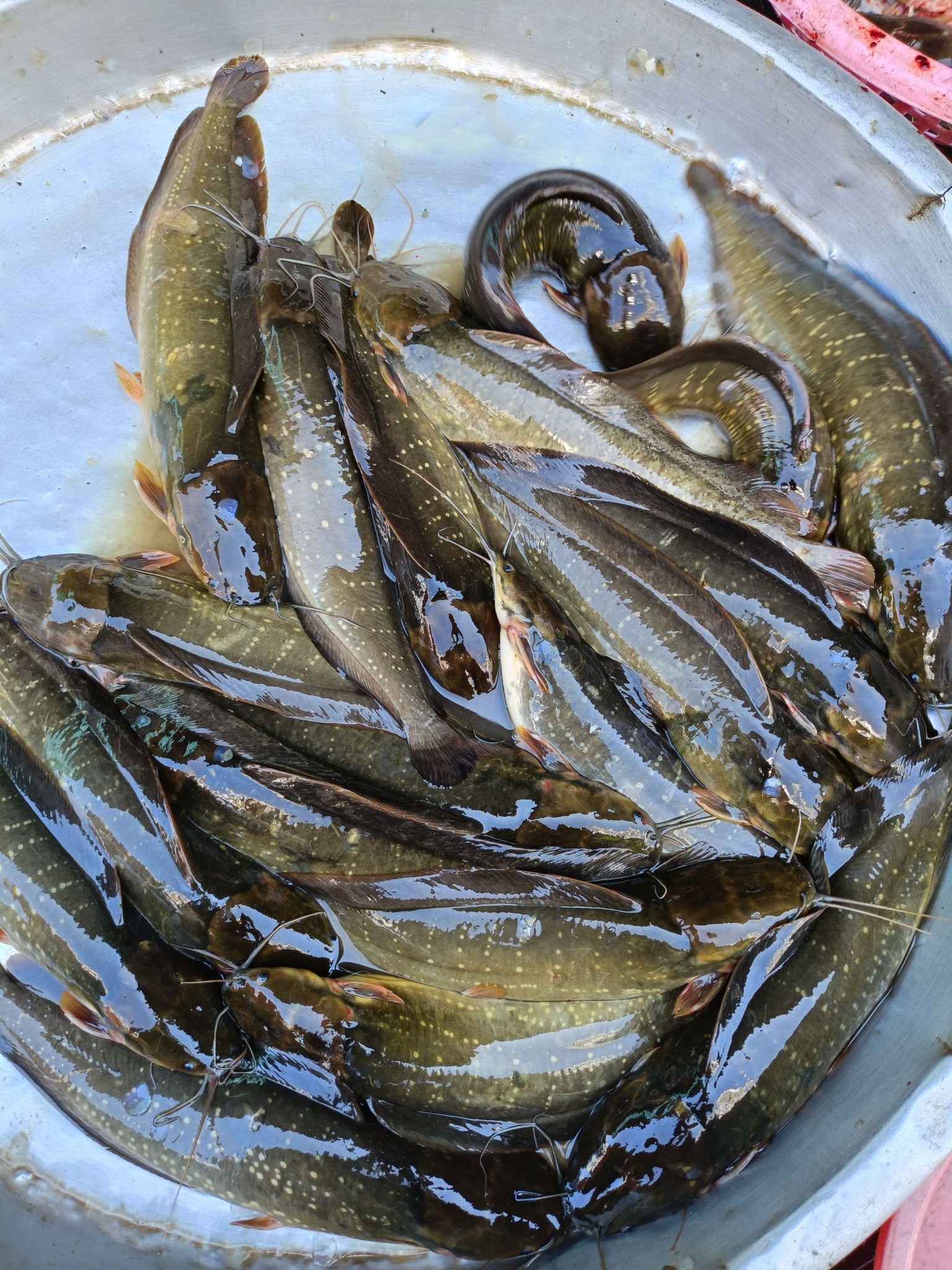 Cá trê vàng sống thiên nhiên Size 400-600 gr/con