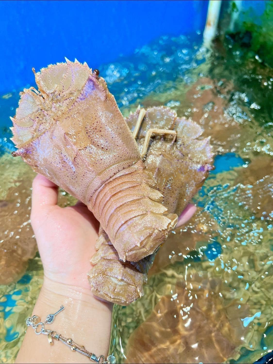 Tôm mũ ni trắng (tôm vỗ) sống 3-4 con/kg