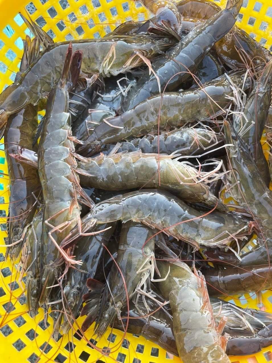 Tôm thẻ tươi sống 35-40 con/kg