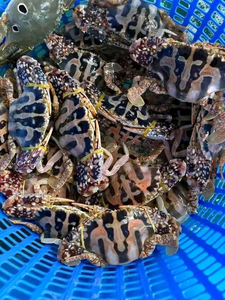 Ghẹ đỏ đông lạnh size 4-5 con/kg