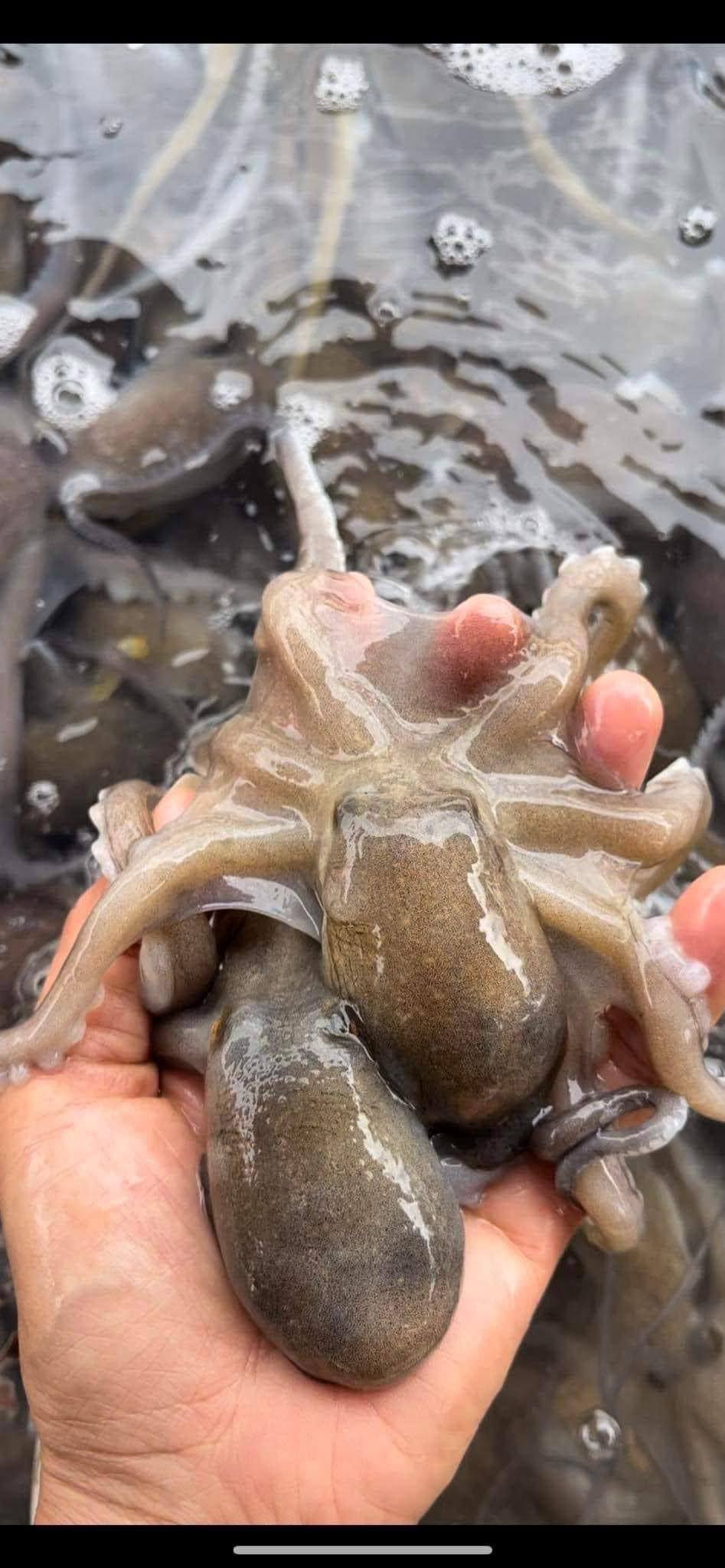 Bạch tuộc sống tươi ngon 3-4 con/kg