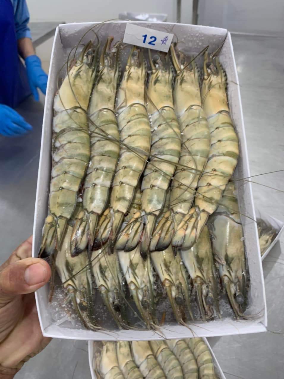 Tôm sú đông lạnh 10-15 con/kg