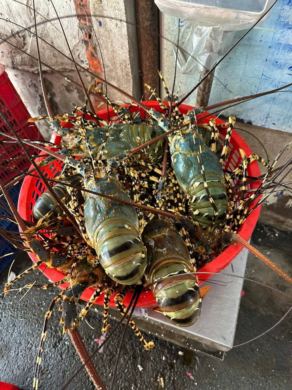 Tôm hùm tre đông lạnh 300-500 gr/con