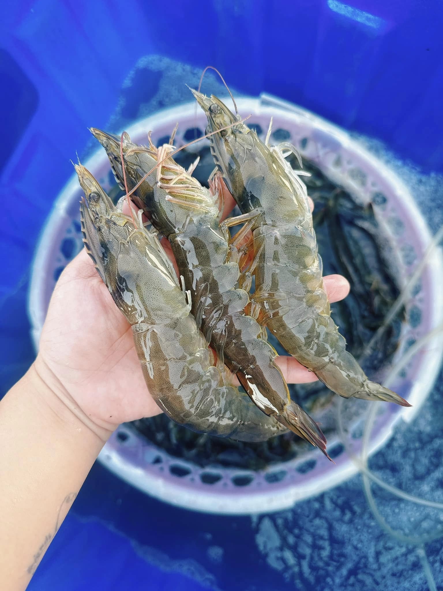 Tôm thẻ sống 40-50 con/kg