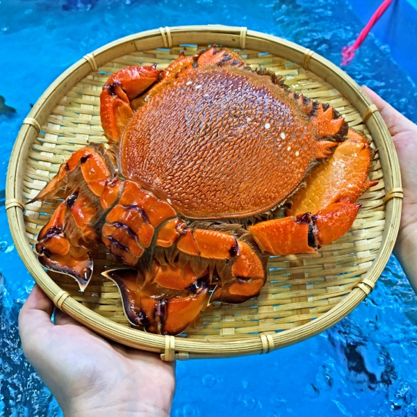 Cua huỳnh đế đông lạnh loại 400-500 gr/con