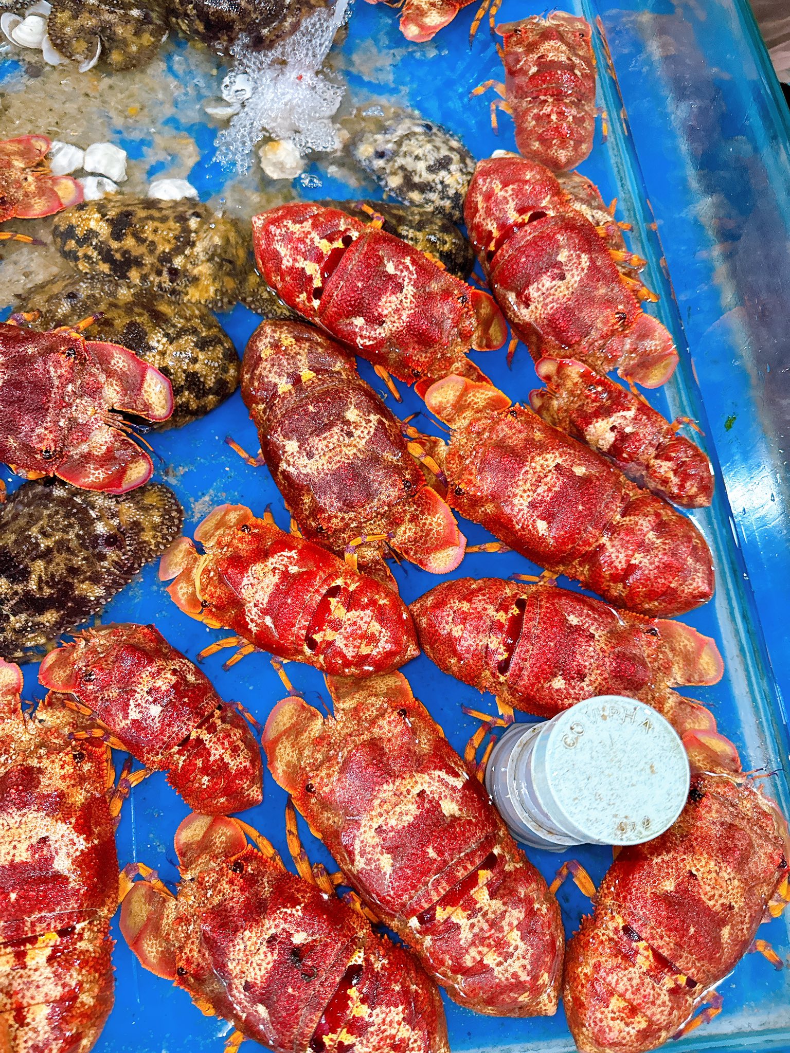 Tôm mũ ni đỏ (tôm vỗ) đông lạnh 3-4 con/kg