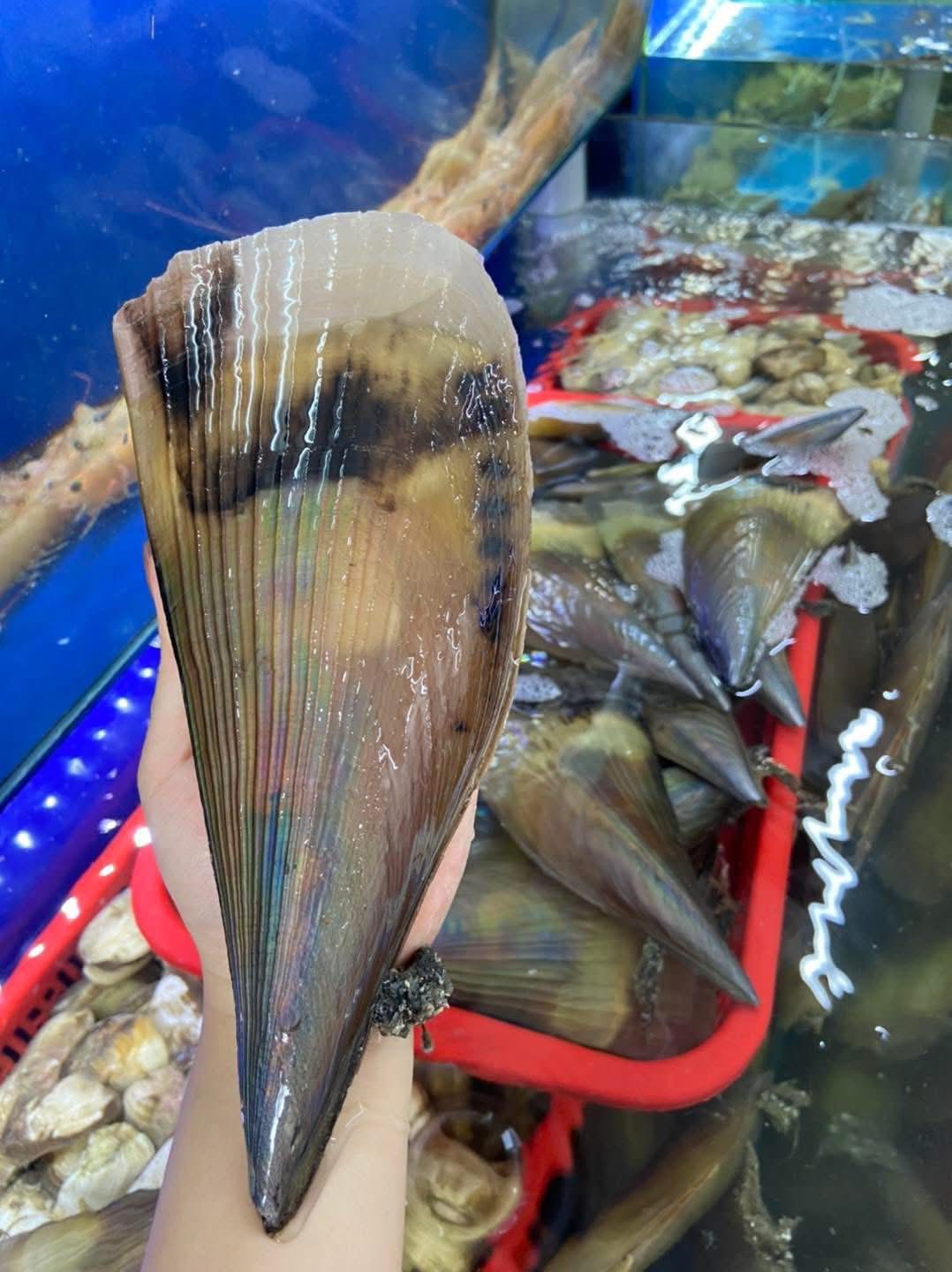 Sò mai sống size 3-4 con/kg