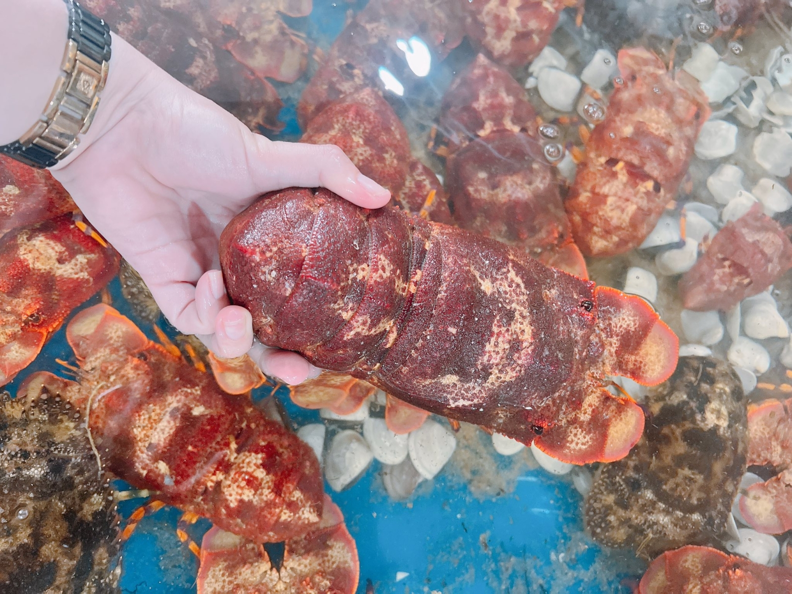 Tôm mũ ni đỏ (tôm vỗ) tươi sống 6-7 con/kg