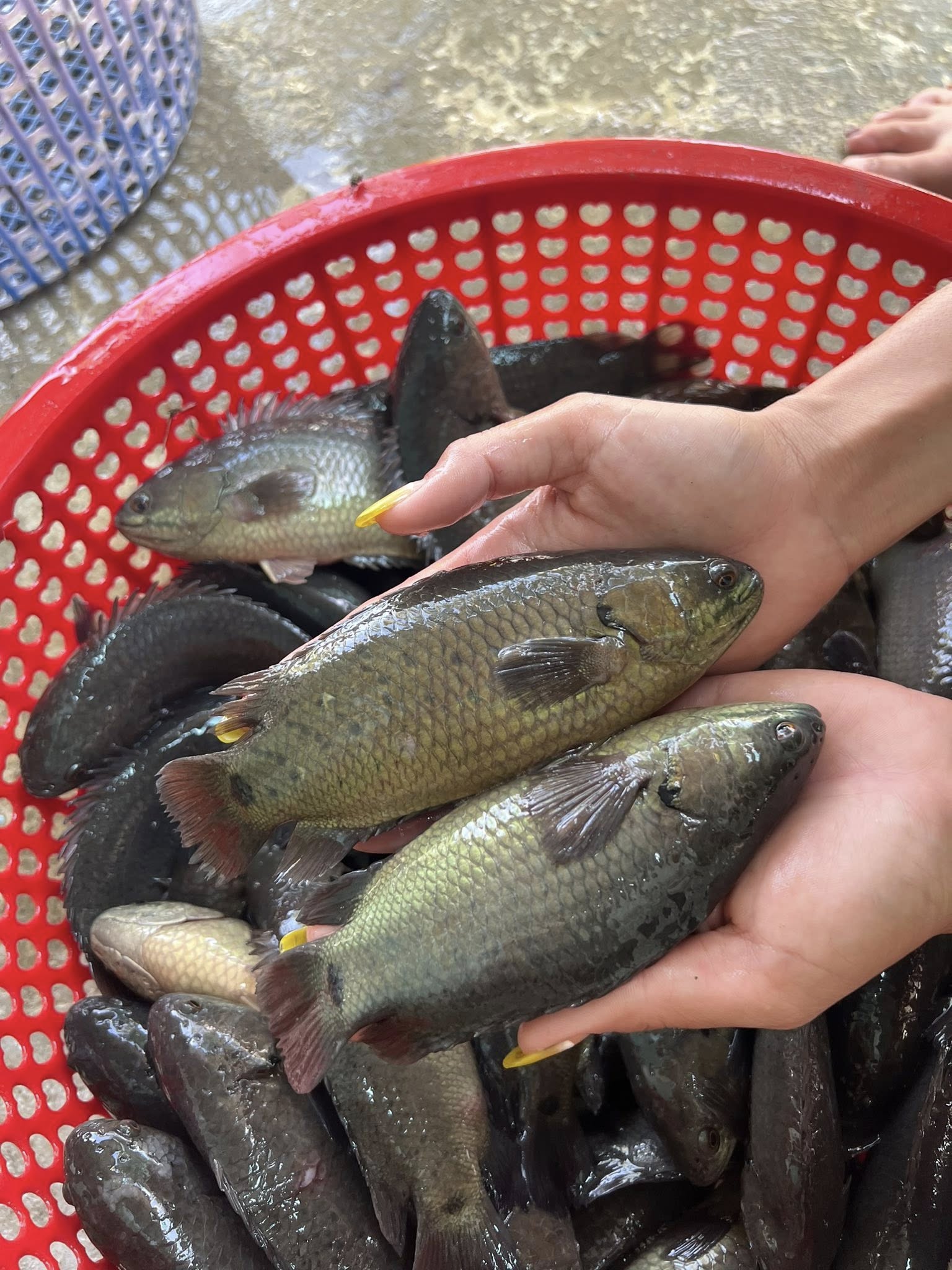 Cá rô sống mới đánh bắt, giá tốt Size: 2-3 con/kg