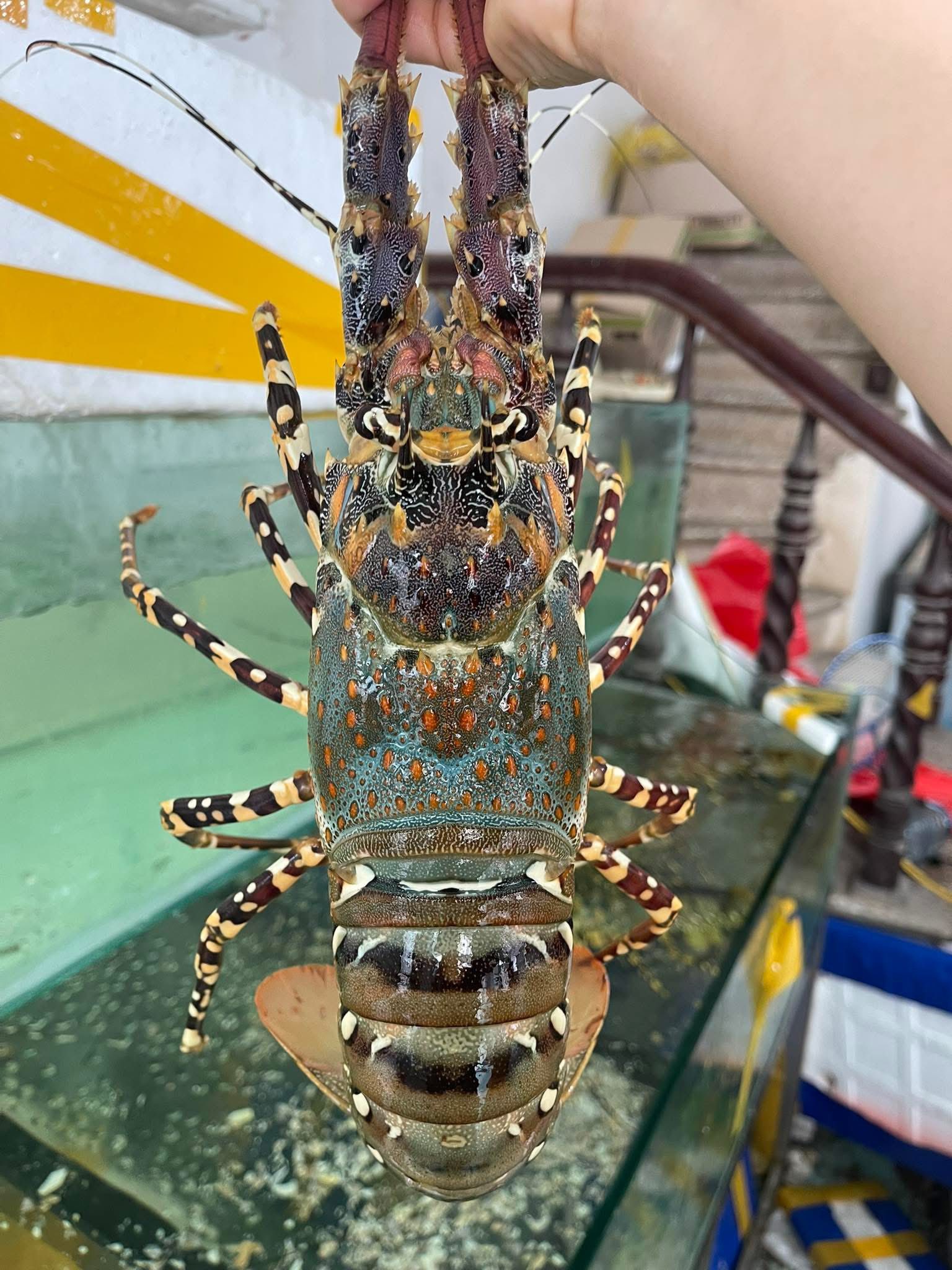 Tôm hùm bông (tôm hùm sao) đông lạnh 500-700 gr/con