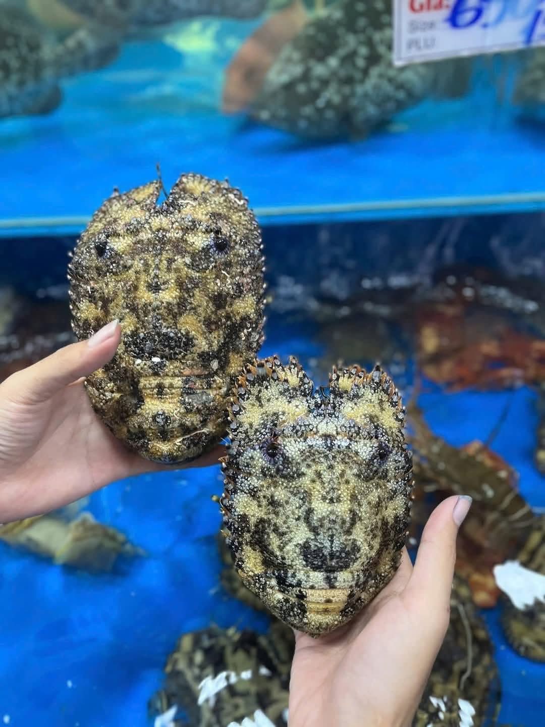 Tôm mũ ni đen (tôm vỗ) tươi sống 3-4 con/kg