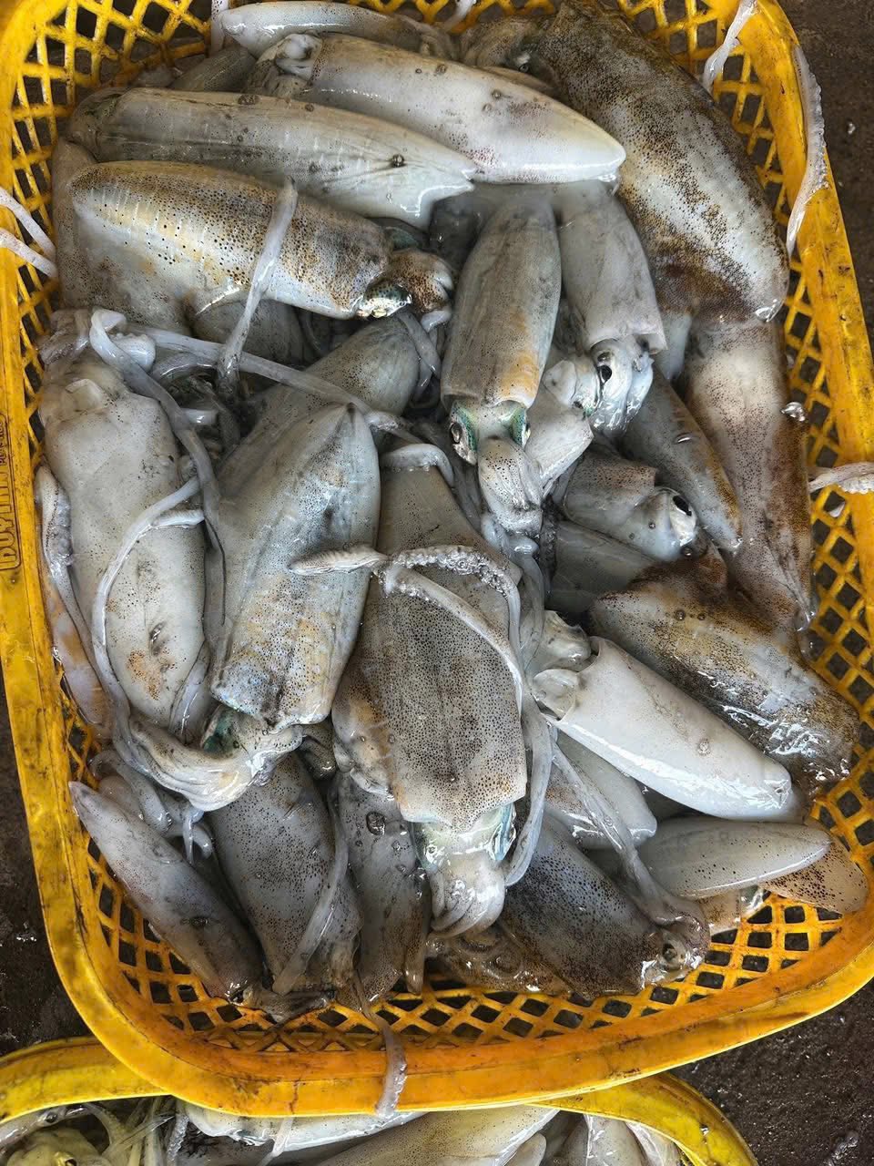 Mực lá câu tươi ngon 600-800 gr/con