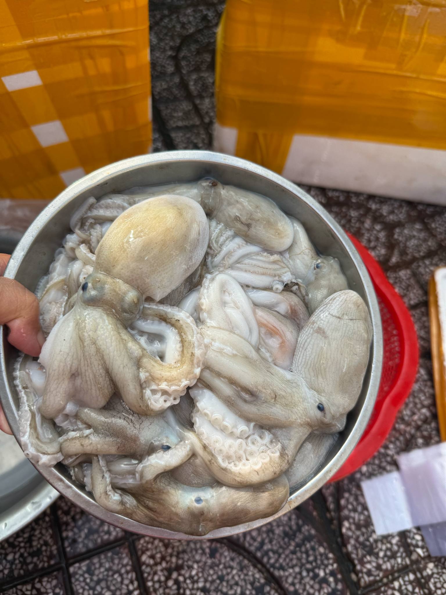 Bạch tuộc sống tươi ngon 3-4 con/kg