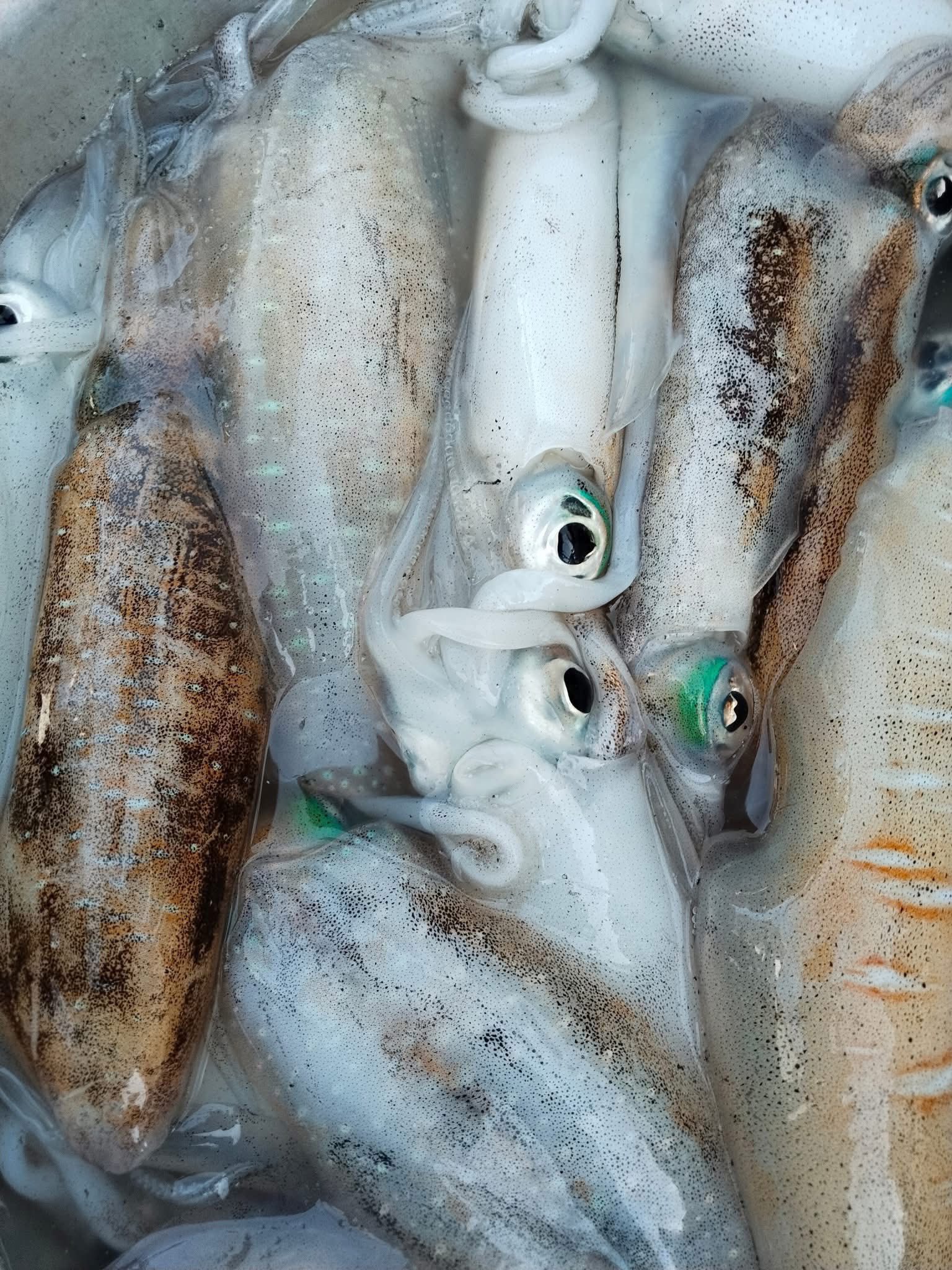 Mực lá câu tươi ngon 1-2 kg/con