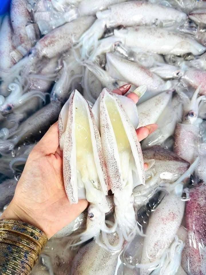 Mực trứng câu đông lạnh 20-30 con/kg