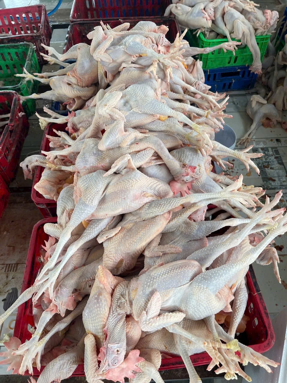 Gà ta leo cây (gà mái) sống Size 1-1,5 kg/con