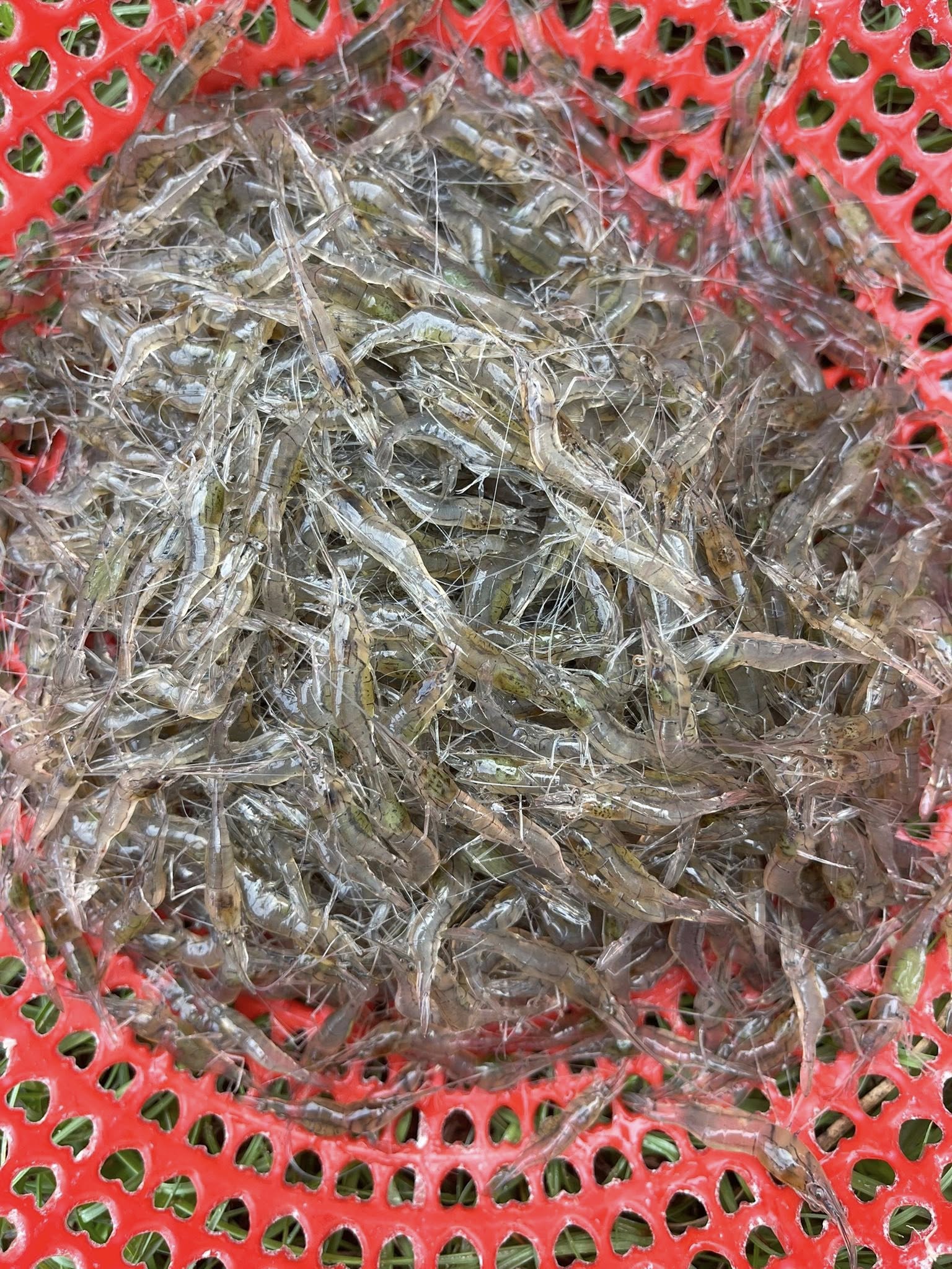 Tép đồng tươi sống thiên nhiên