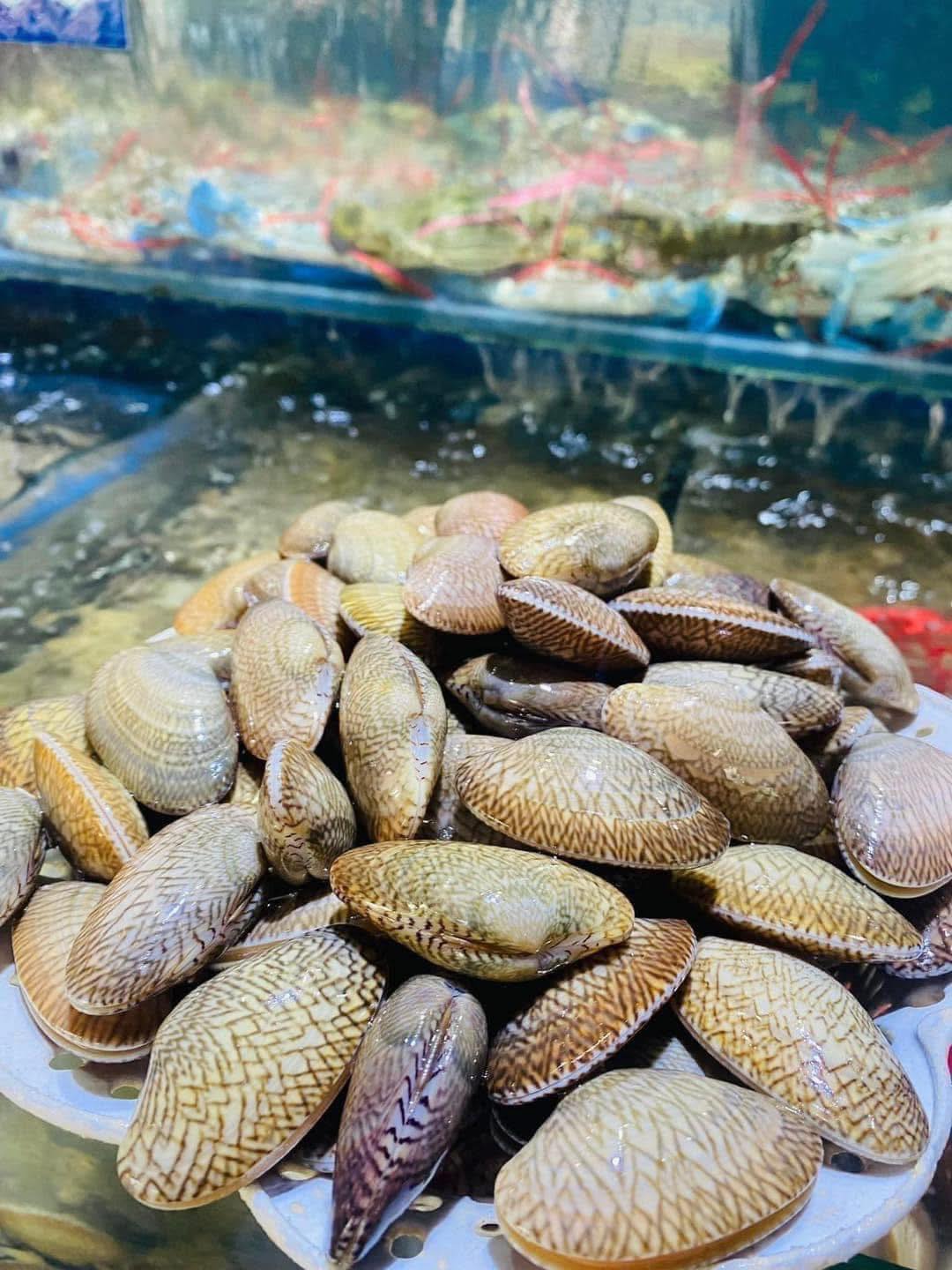 Ngao hoa (sò lụa) sống 50-60 con/kg