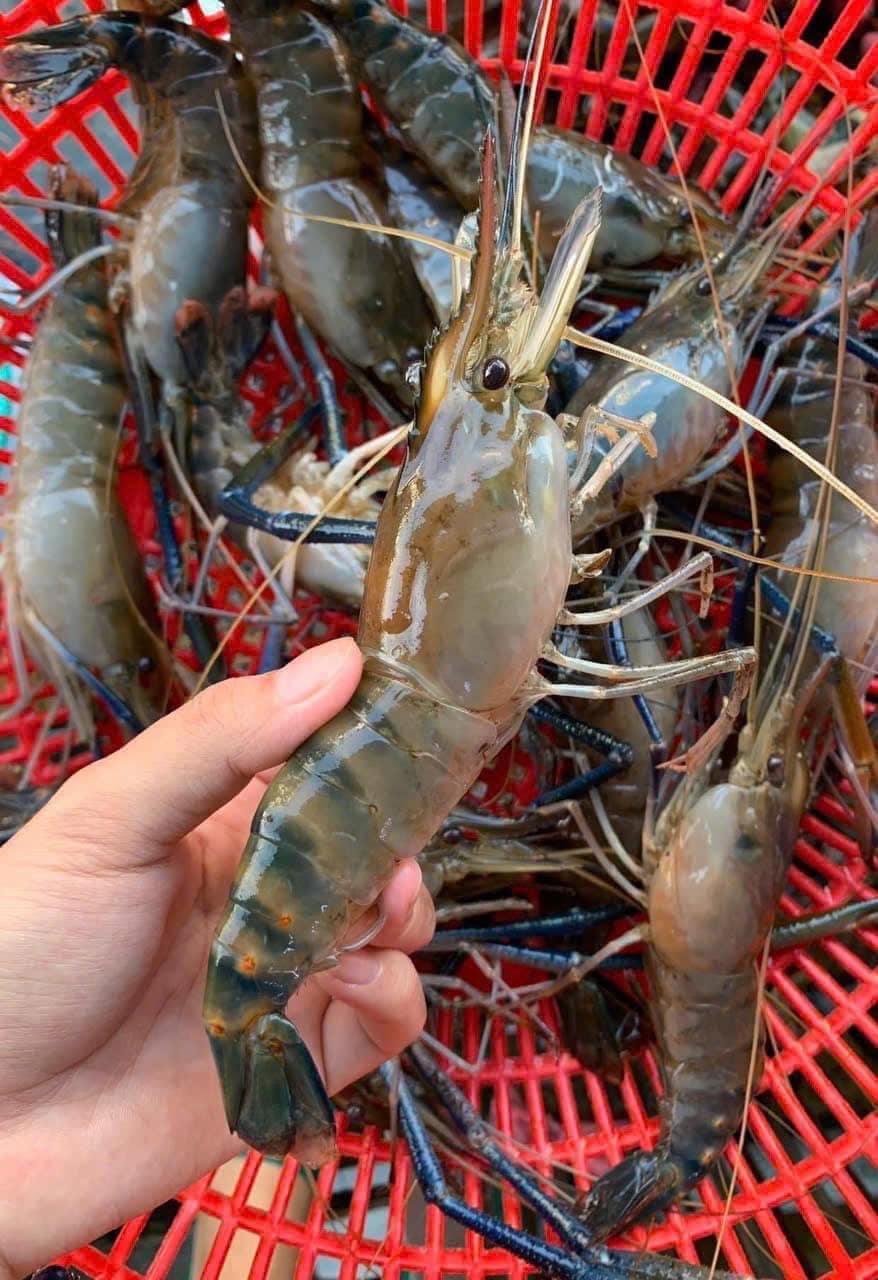 Tôm càng xanh (tôm lóng) sống 10-15 con/kg