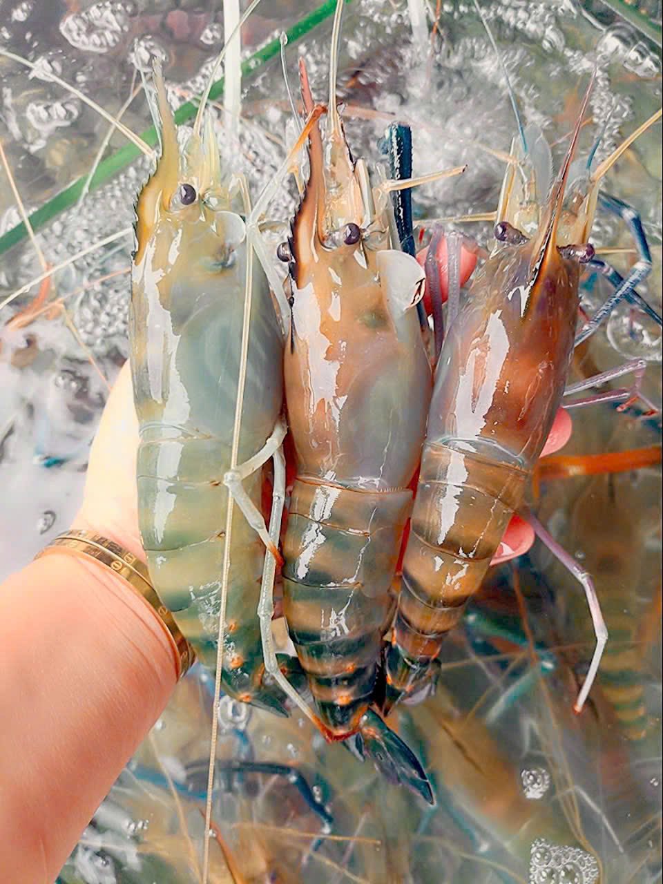 Tôm càng xanh (tôm lóng) sống  6-8 con/kg