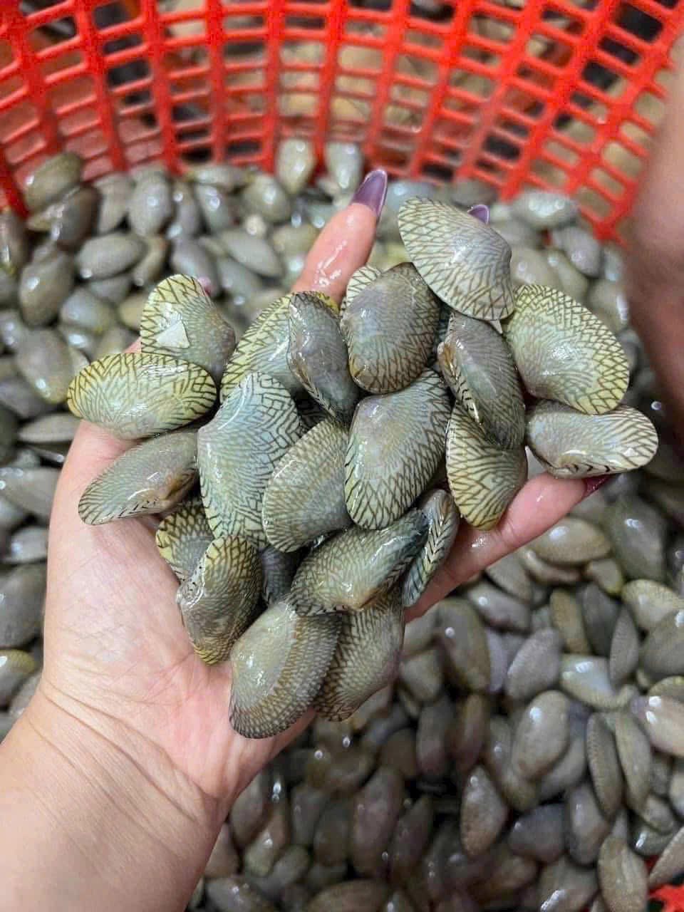 Ngao hoa (sò lụa) sống 30-40 con/kg