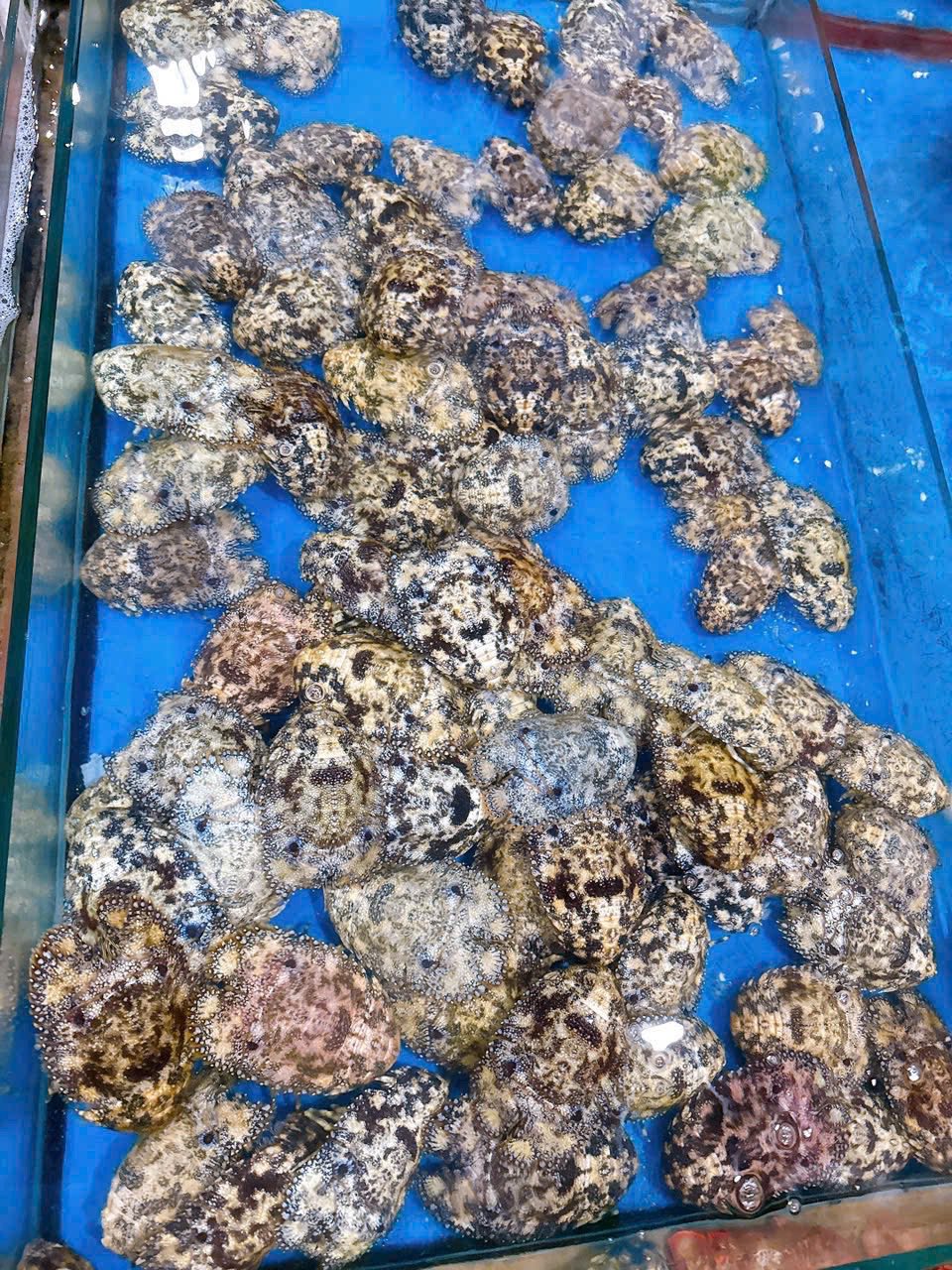 Tôm mũ ni đen (tôm vỗ) đông lạnh 6-7 con/kg