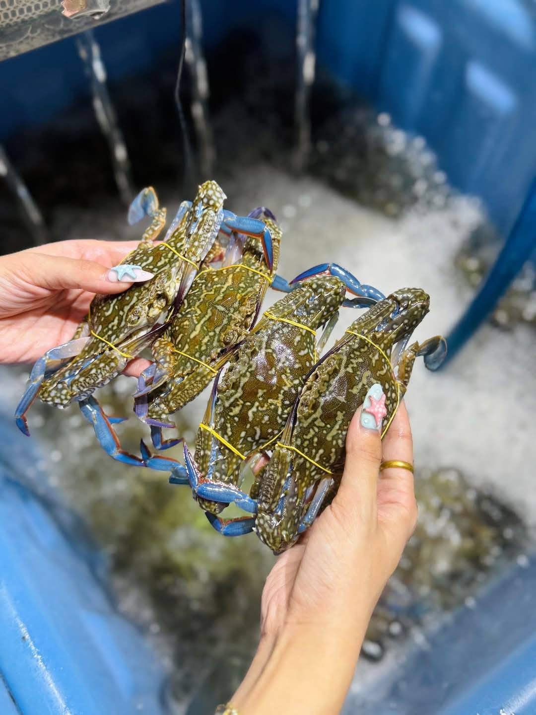 Ghẹ xanh sống size 3-4 con/kg
