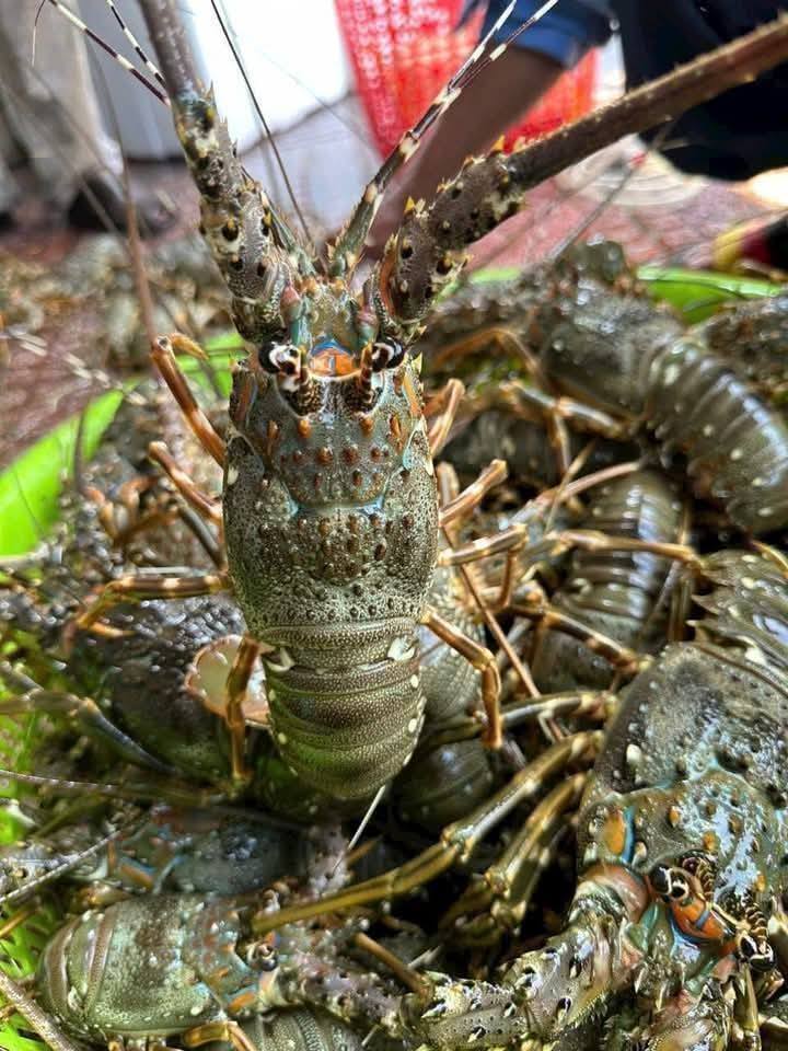 Tôm hùm xanh sống chất lượng 0,7-1 kg/con