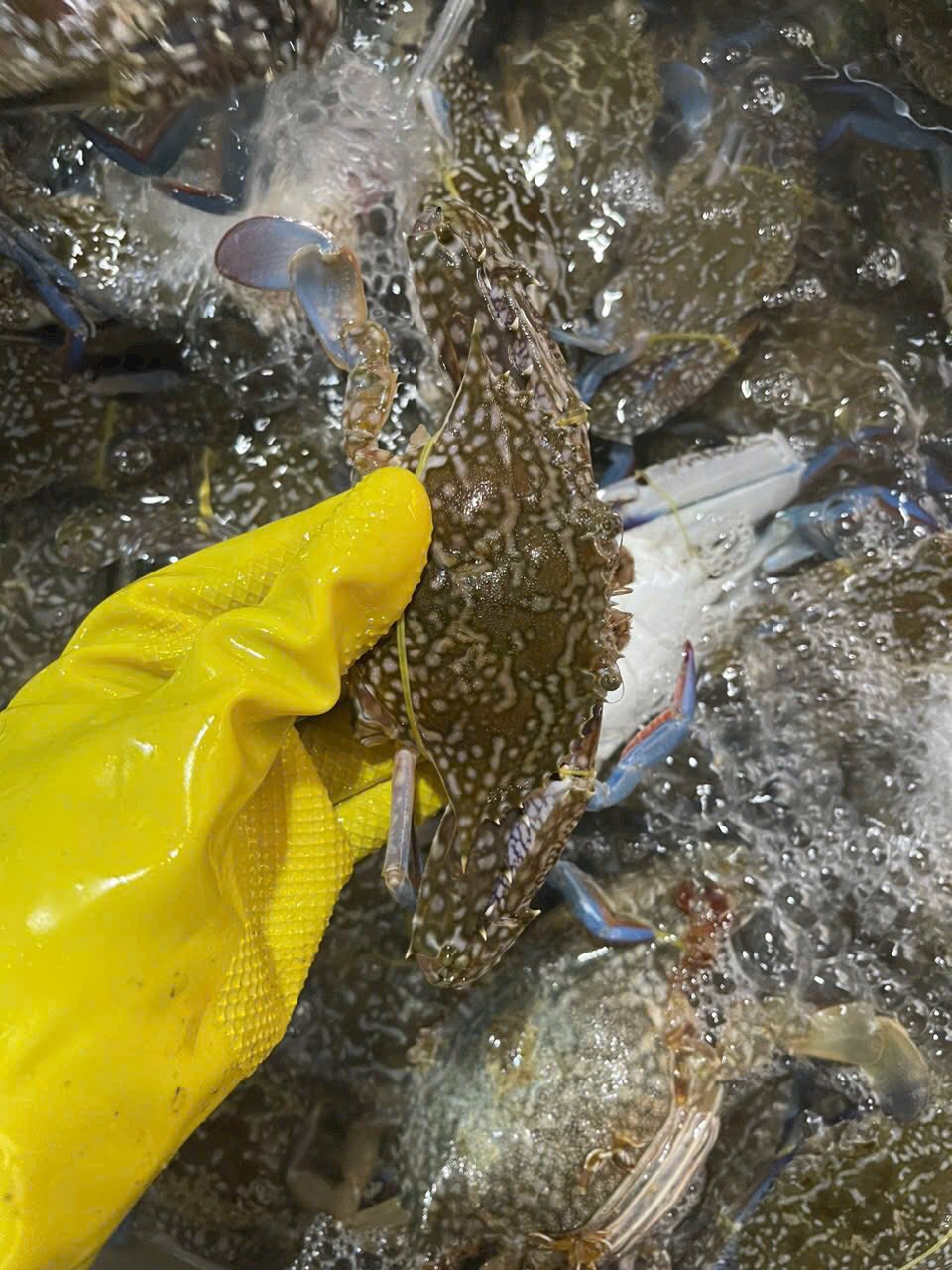 Ghẹ xanh tươi sống size 5-6 con/kg