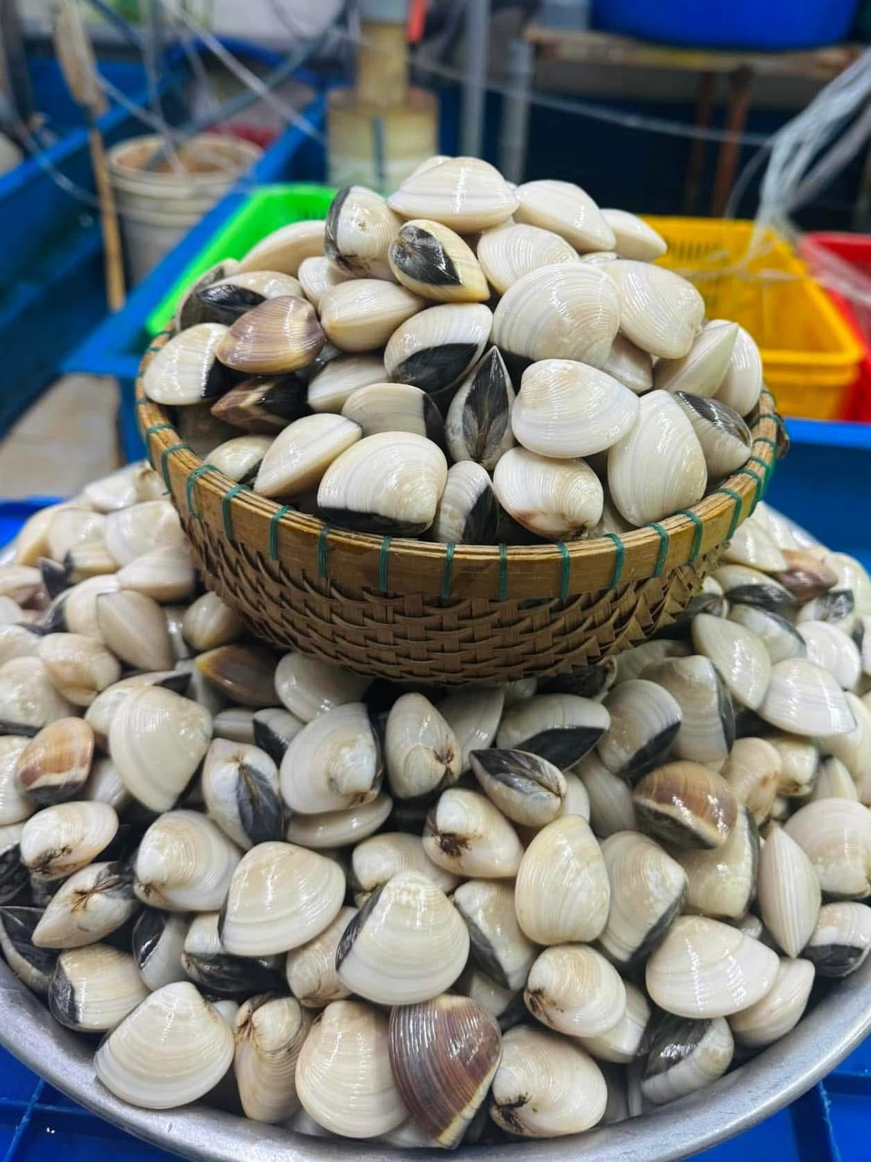 Nghêu sống, nuôi an toàn giá tốt size 15-20 con/kg