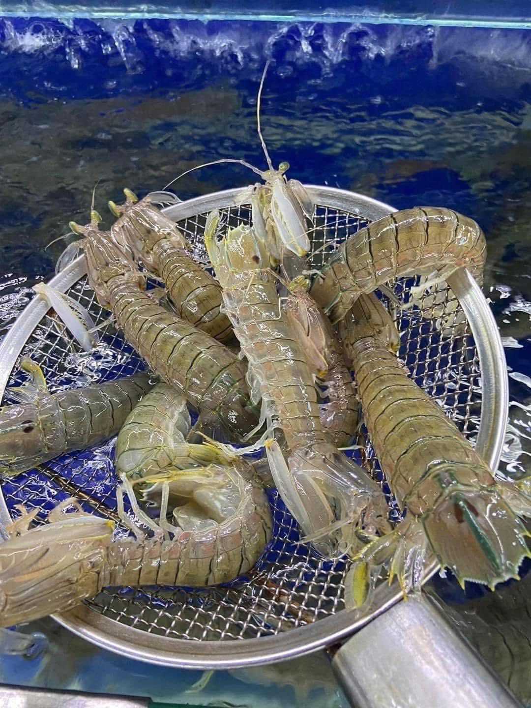 Tôm tít (bề bề) tươi sống 8-10 con/kg