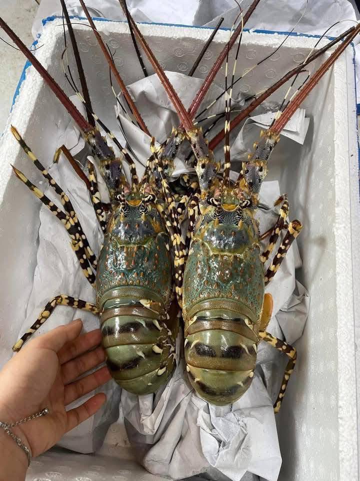 Tôm hùm xanh đông lạnh 3-4 con/kg