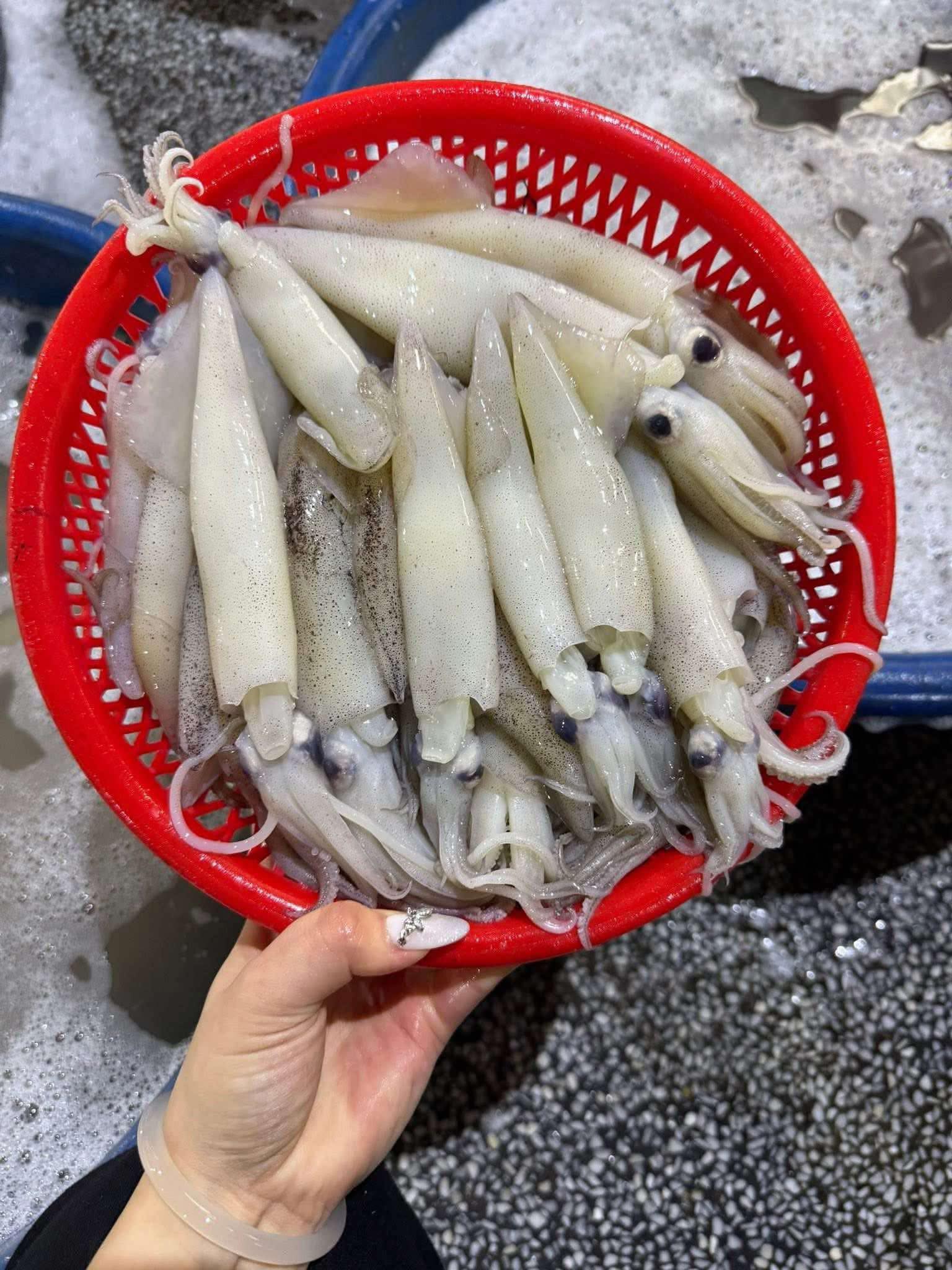 Mực ống câu đông lạnh 9-12 con/kg