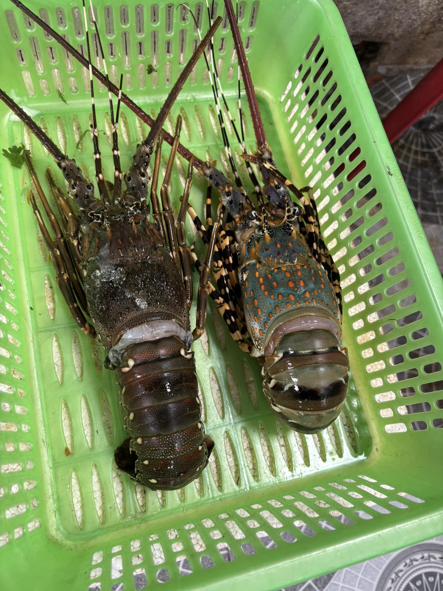 Tôm hùm xanh đông lạnh 300-500 gr/con