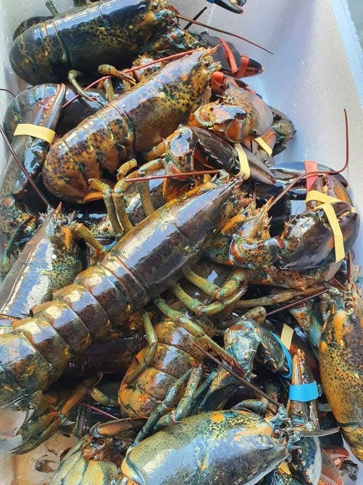 Tôm hùm nhập khẩu đông lạnh 1-1,5 kg/con