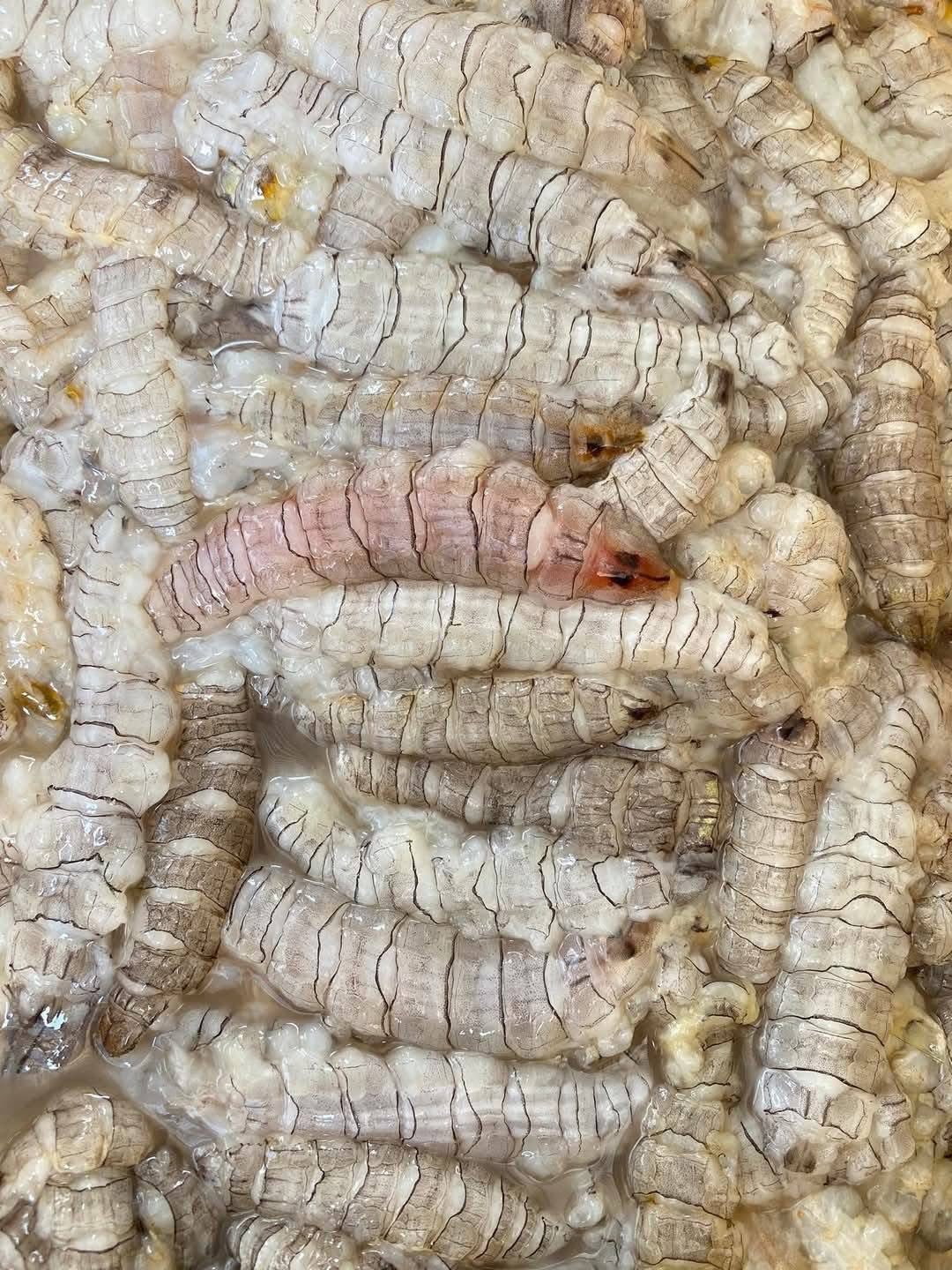 Tôm tít (bề bề) tách vỏ đông lạnh 50-70 con/kg