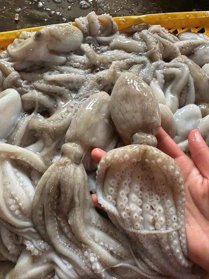 Bạch tuộc tươi sống giá sỉ size 2-3 con/kg