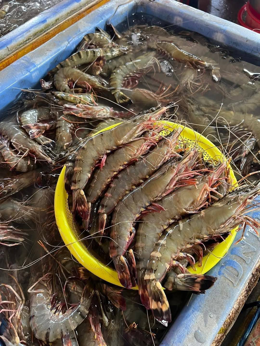 Tôm sú thiên nhiên 15-20 con/kg